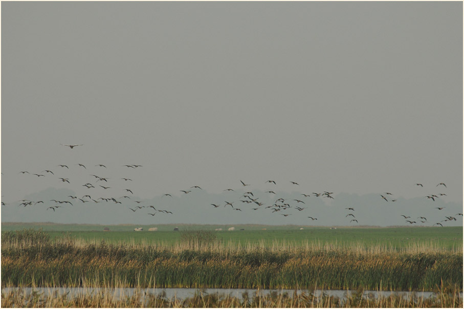 Dar&szlig;, G&uuml;nzer See