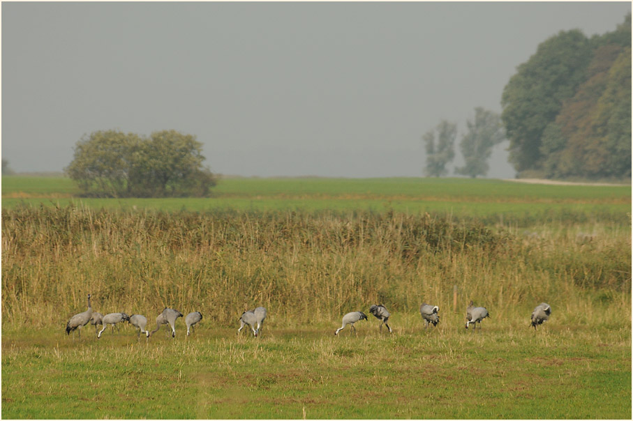 Darß, Kraniche am Günzer See