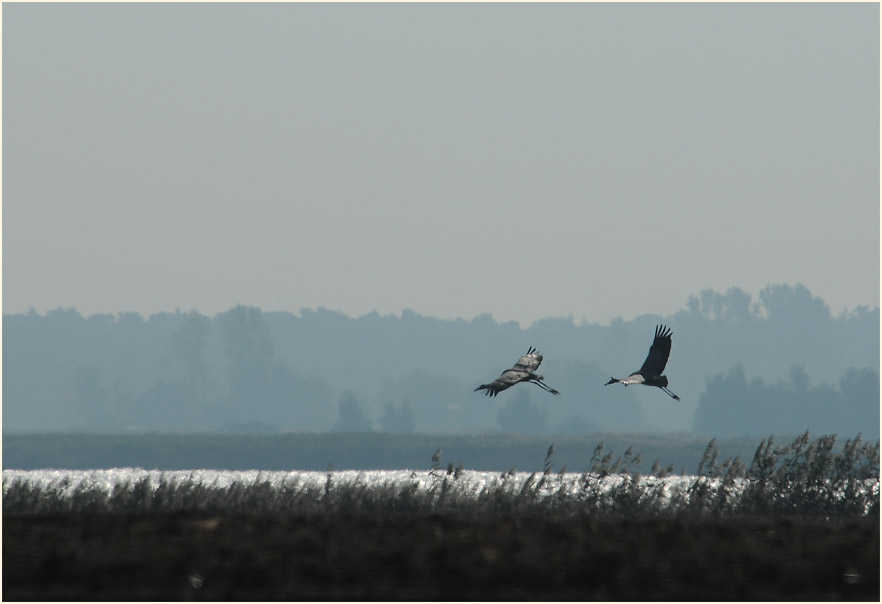 Darß, Kraniche bei Bresewitz