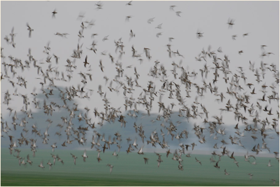 Darß, Goldregenpfeifeer Kinnbackenhagen