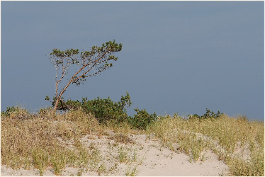 Dünen Darßer Ort