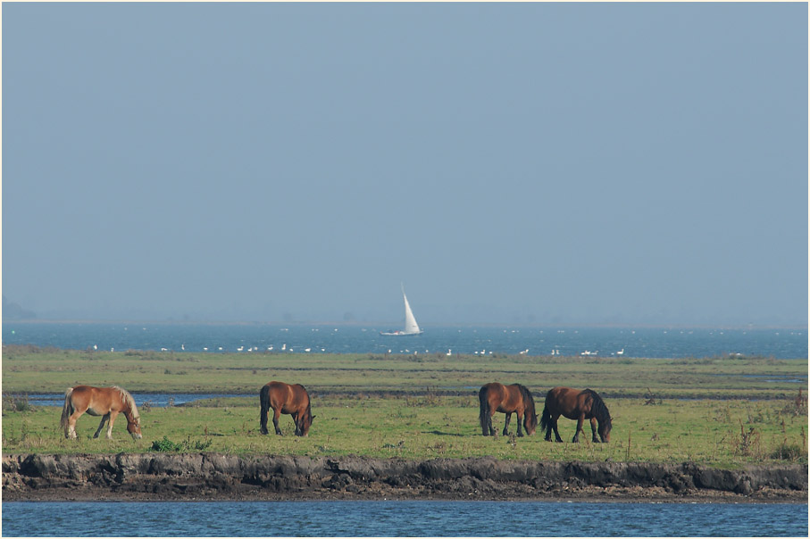 Dar&szlig;, Barther Oie