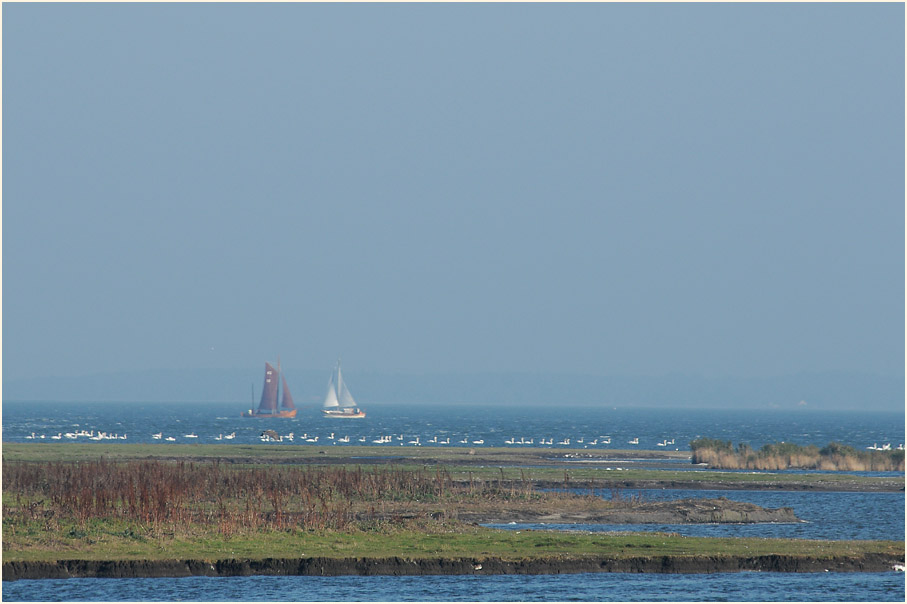 Dar&szlig;, Barther Oie