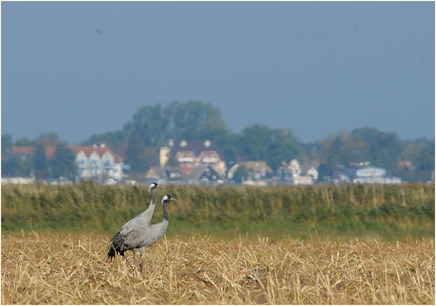 Dar&szlig;, Kraniche bei Bresewitz
