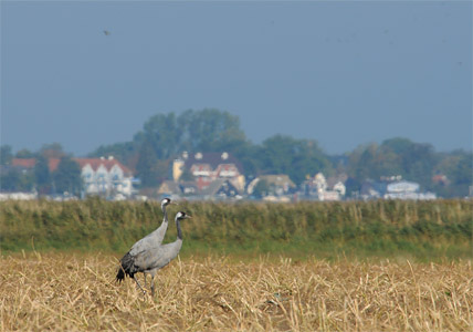 vergrößern