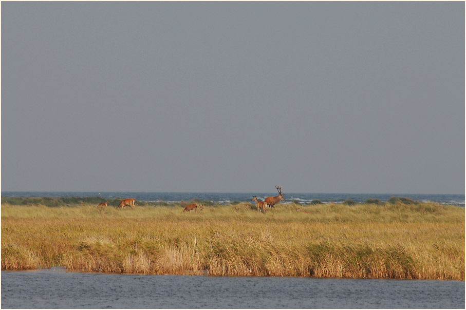 Rothirsche auf den Dünen, Darßer Ort