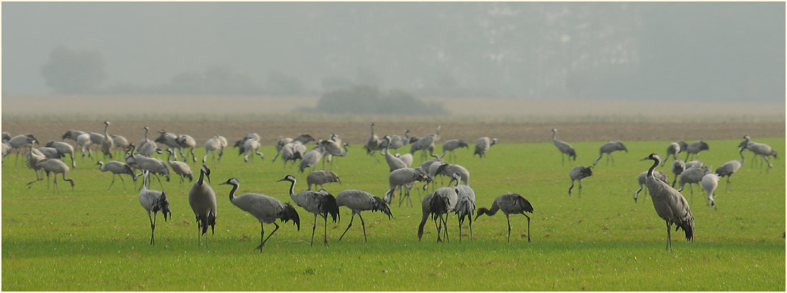 Dar&szlig;, Kraniche G&uuml;nzer See