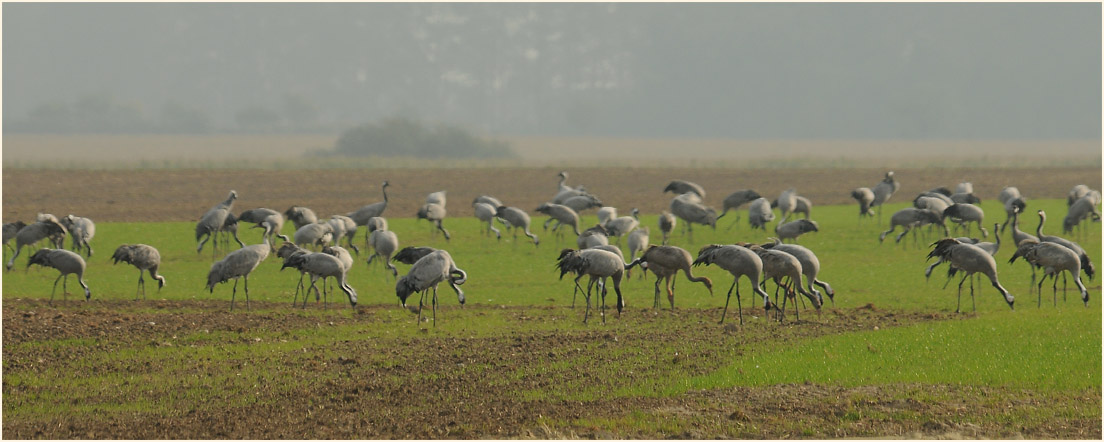 Darß, Kraniche Günzer See