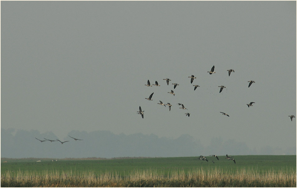 Dar&szlig;, G&uuml;nzer See