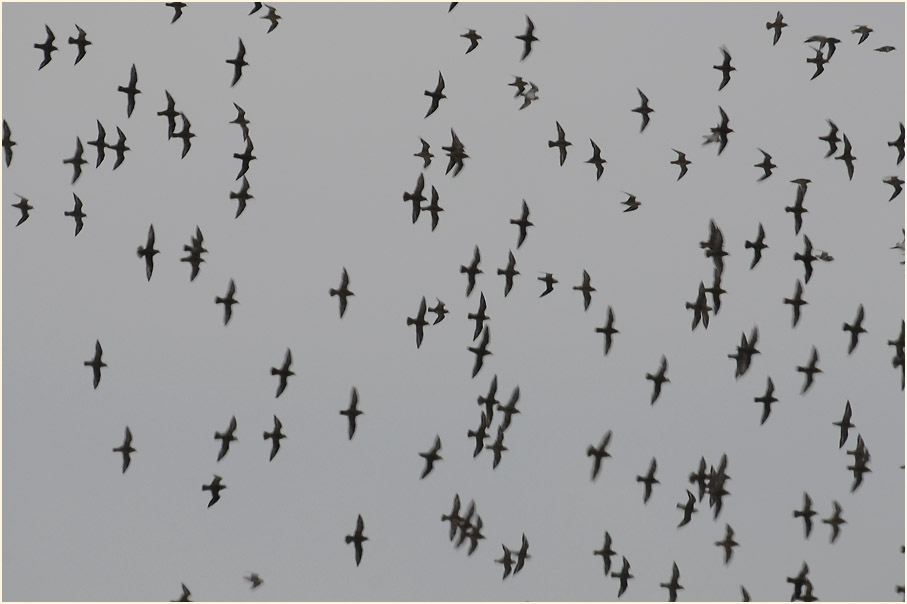 Darß, Goldregenpfeifer Kinnbackenhagen