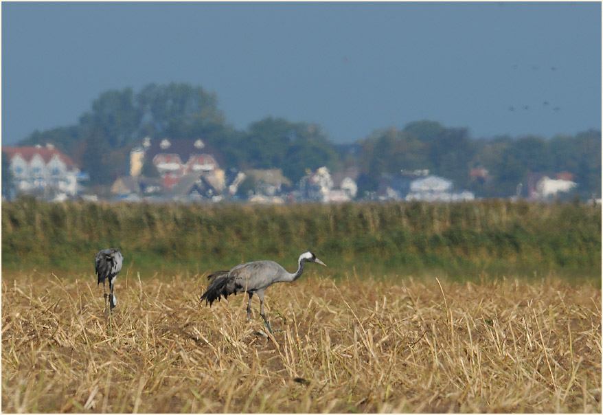Dar&szlig;, Kraniche bei Bresewitz