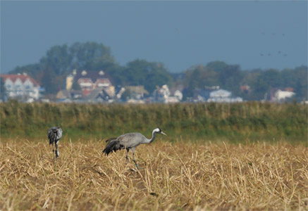 vergrößern