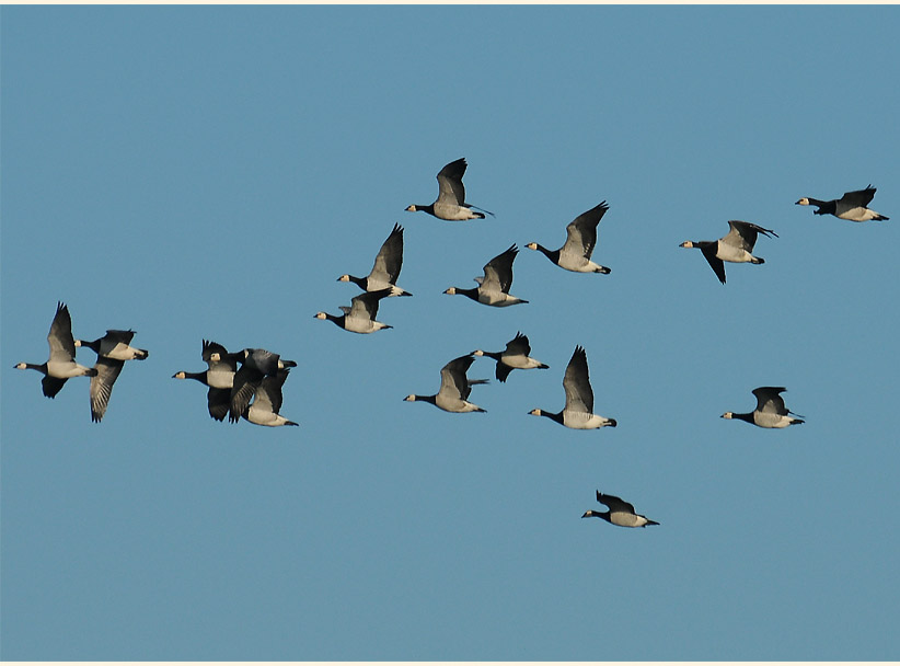 Dar&szlig;, Nonneng&auml;nse