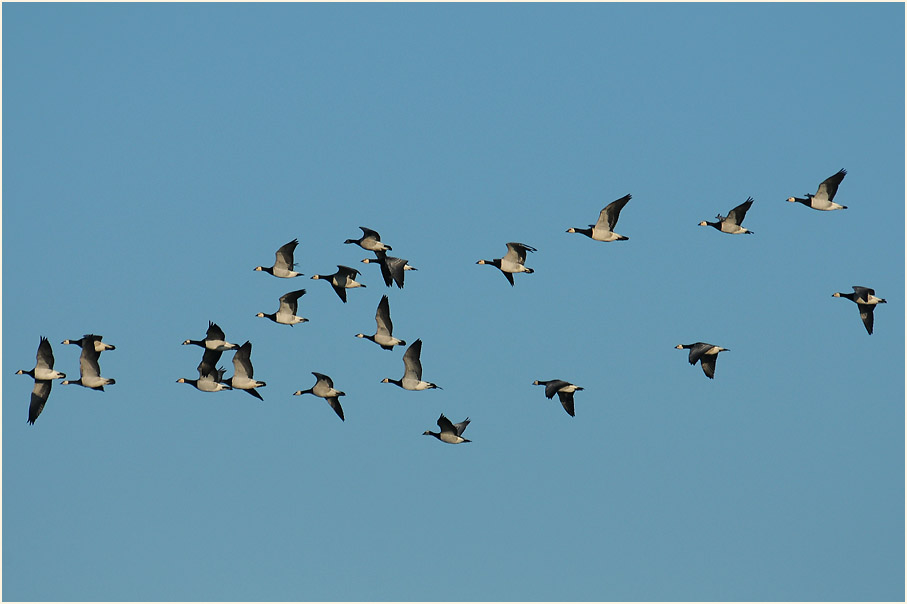 Dar&szlig;, Nonneng&auml;nse