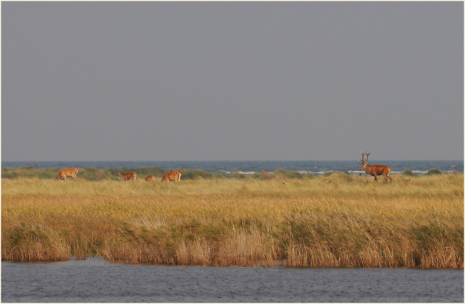 Rothirsche auf den D&uuml;nen, Dar&szlig;er Ort