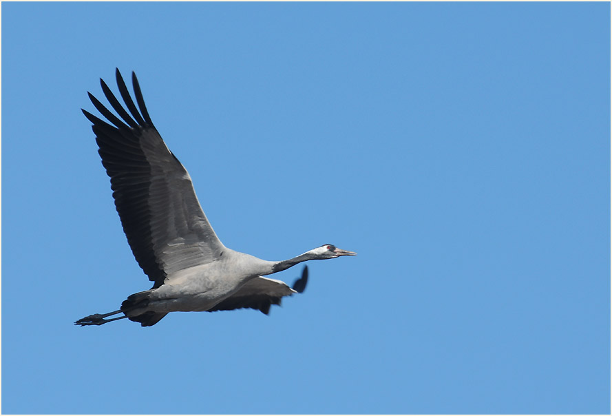 Darß, Kranich bei Bresewitz