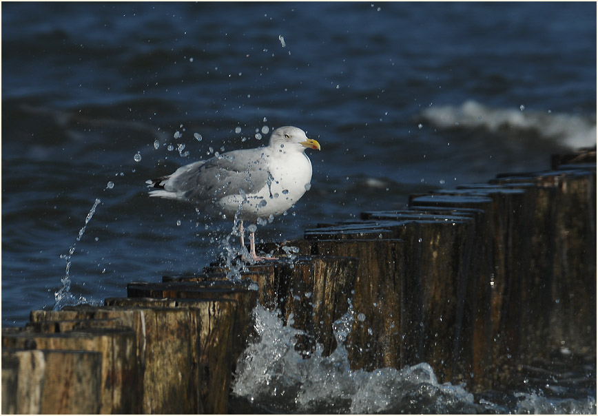 Dar&szlig;, Kranich bei Bresewitz