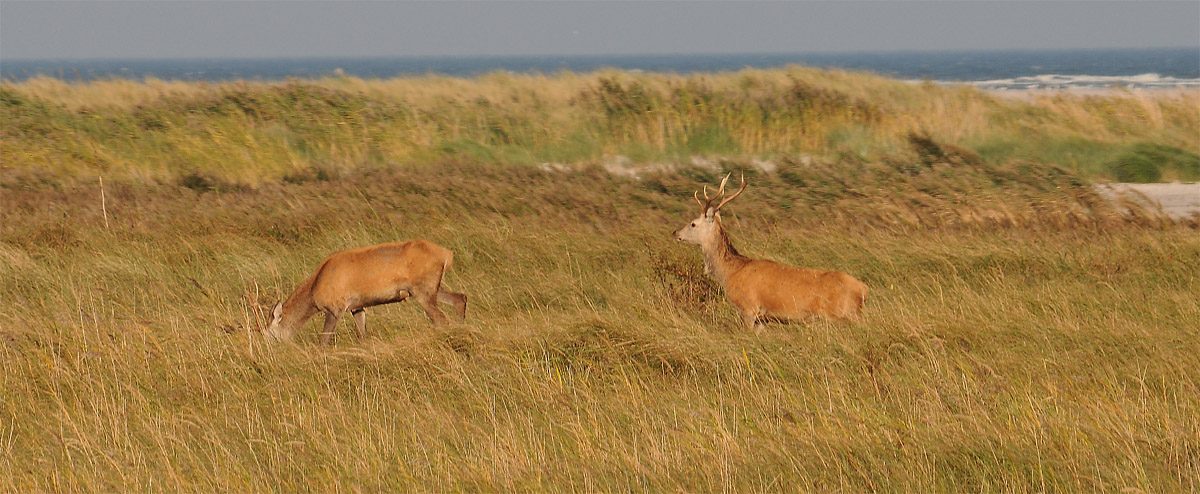 Rothirsche auf den Dünen, Darßer Ort