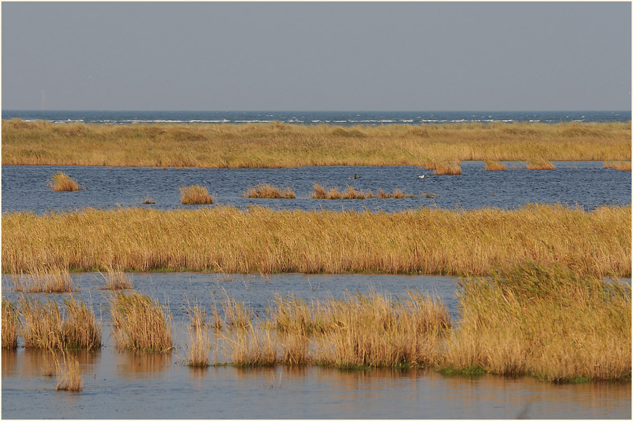 D&uuml;nen Dar&szlig;er Ort