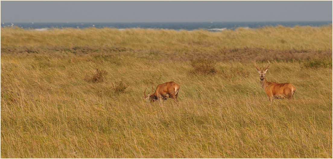 Rothirsche auf den D&uuml;nen, Dar&szlig;er Ort