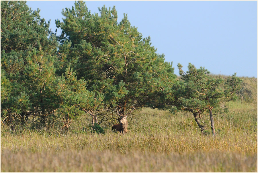Rothirsch auf den Dünen, Darßer Ort