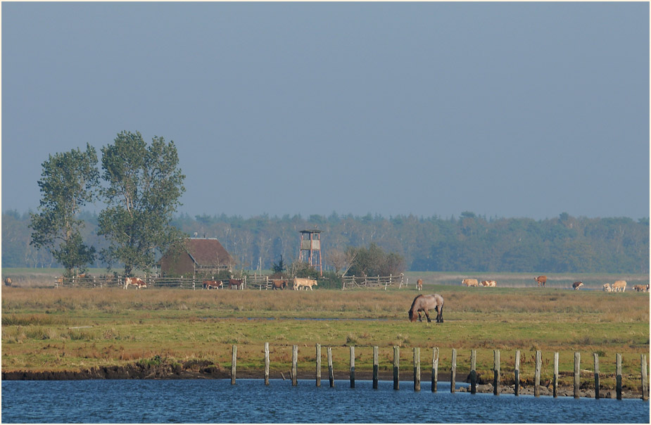 Dar&szlig;, Barther Oie