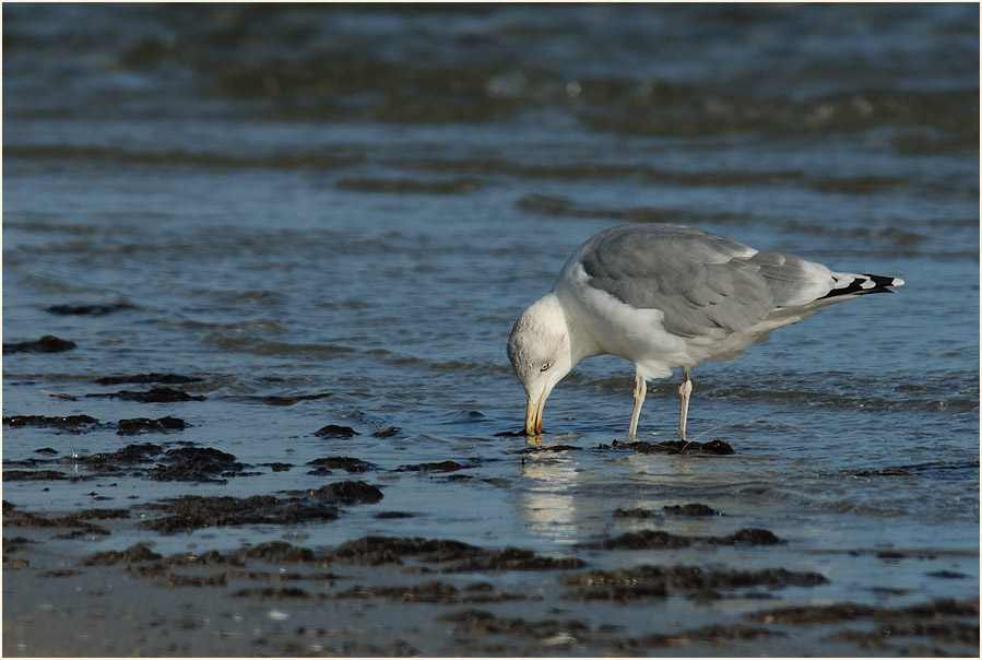 Darß, Silbermöwe am Nordstrand