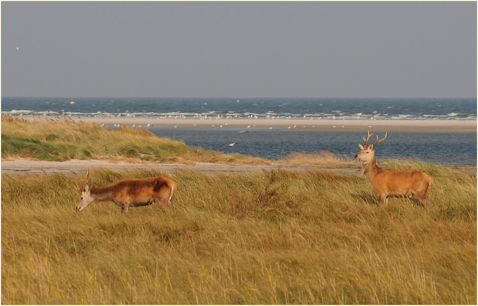 Rothirsche auf den Dünen, Darßer Ort
