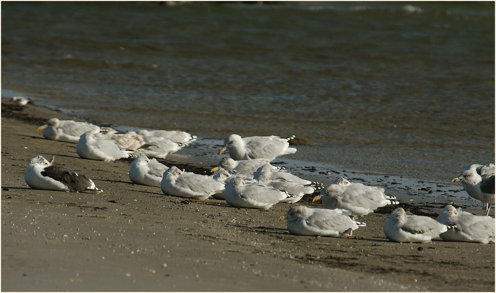 Darß, Mantel- und Silbermöwen am Nordstrand
