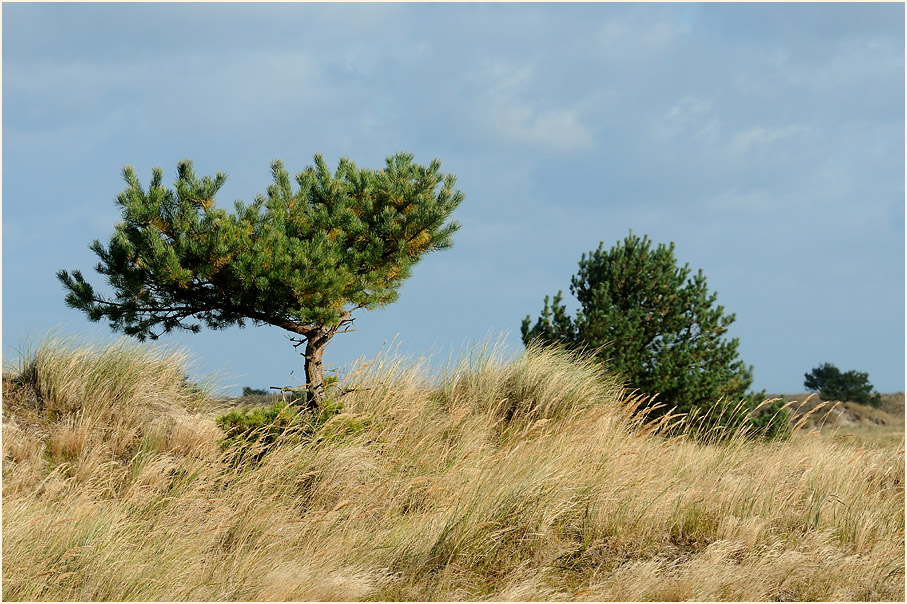 Darß, Dünen Darßer Ort