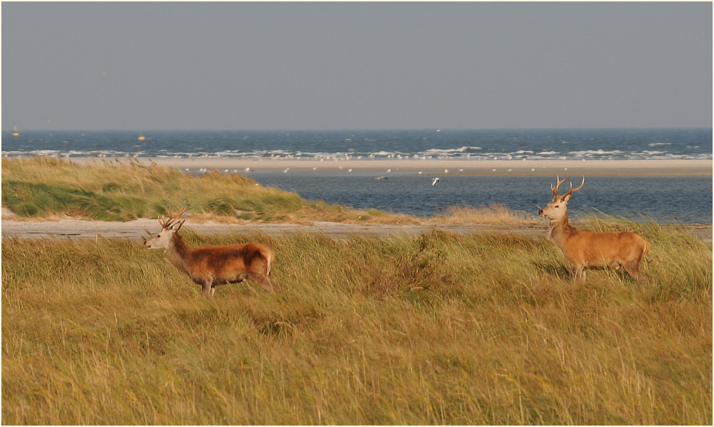 Rothirsche auf den D&uuml;nen, Dar&szlig;er Ort