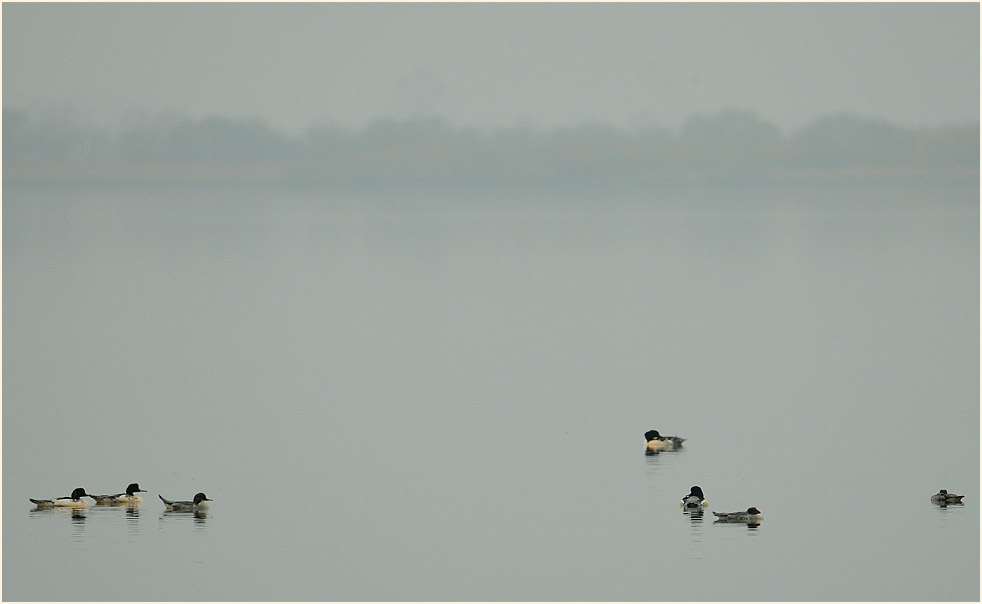 Gänsesäger am Dümmer