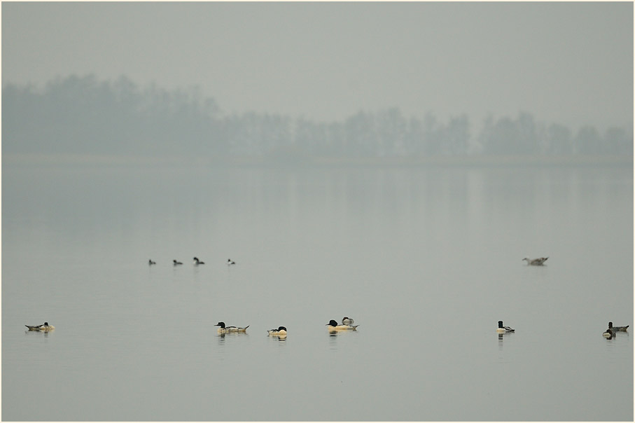 G&auml;nses&auml;ger am D&uuml;mmer