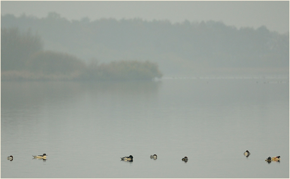 Gänsesäger am Dümmer