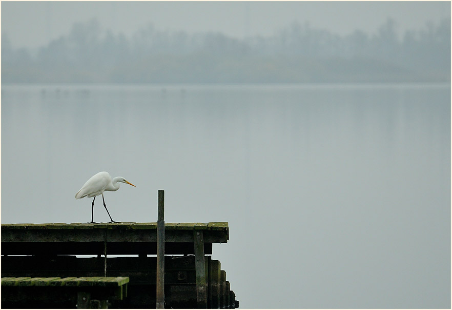 Silberreiher am D&uuml;mmer