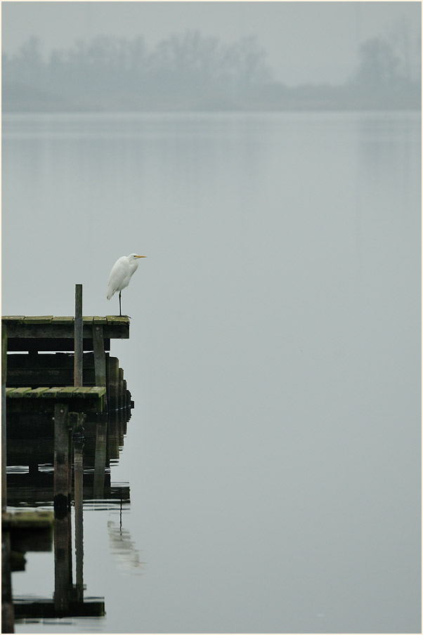 Silberreiher am Dümmer