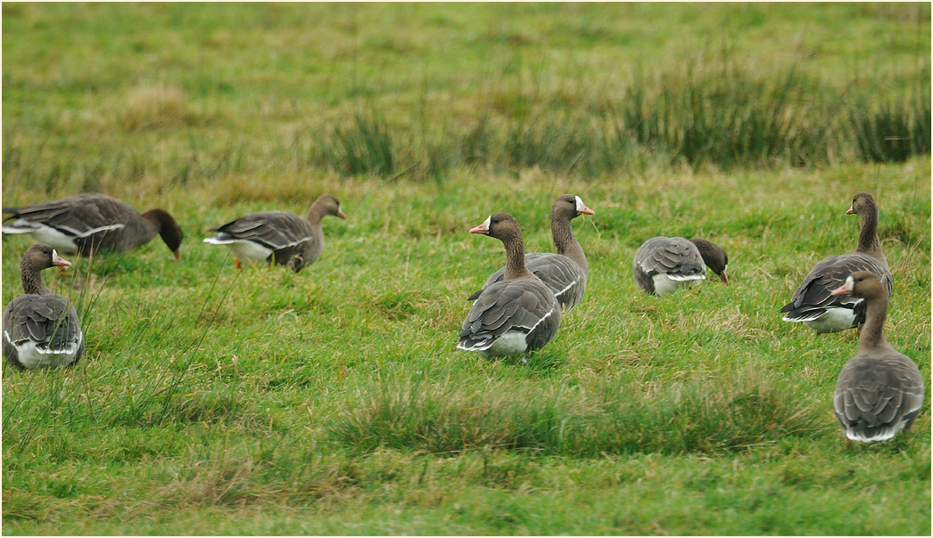 Bl&auml;&szlig;g&auml;nse
