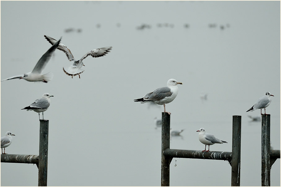 M&ouml;wen am D&uuml;mmer