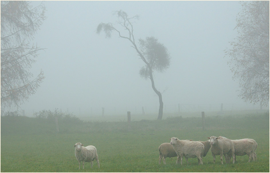 Schafe im Neustädter Moor