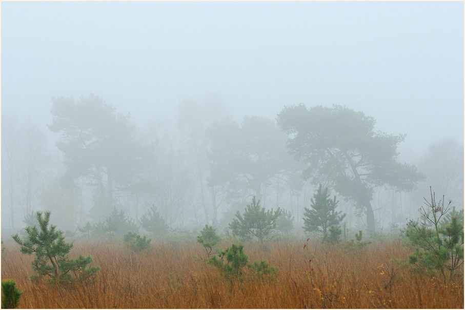 Neust&auml;dter Moor