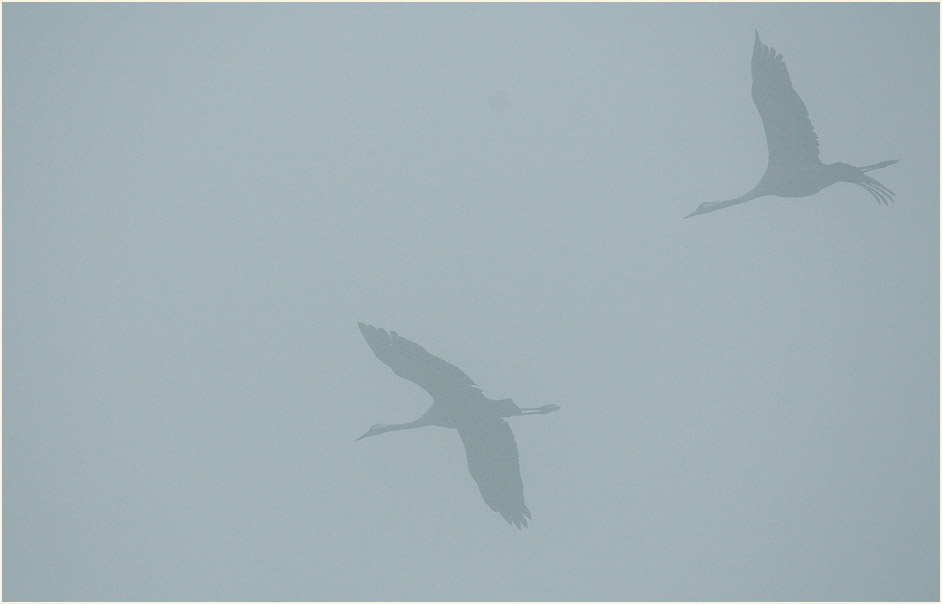 Kraniche im Neust&auml;dter Moor