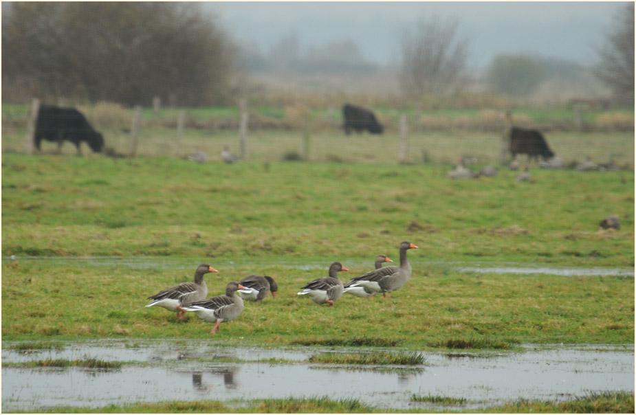 Graug&auml;nse, Niederung am D&uuml;mmer