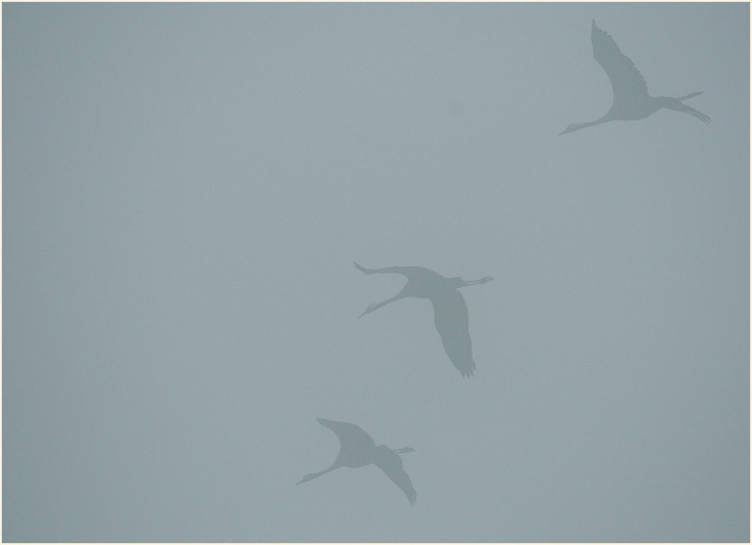 Kraniche im Neustädter Moor