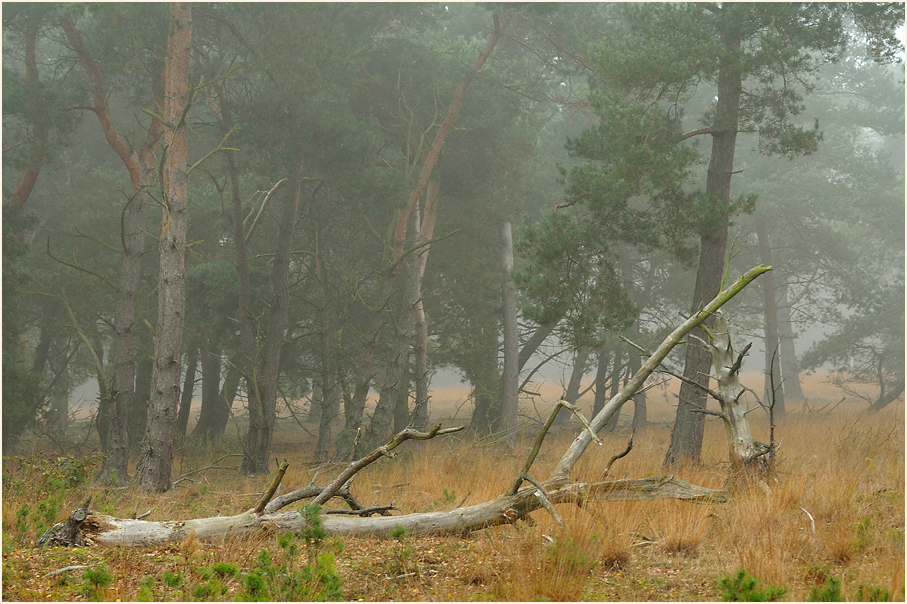 Neust&auml;dter Moor