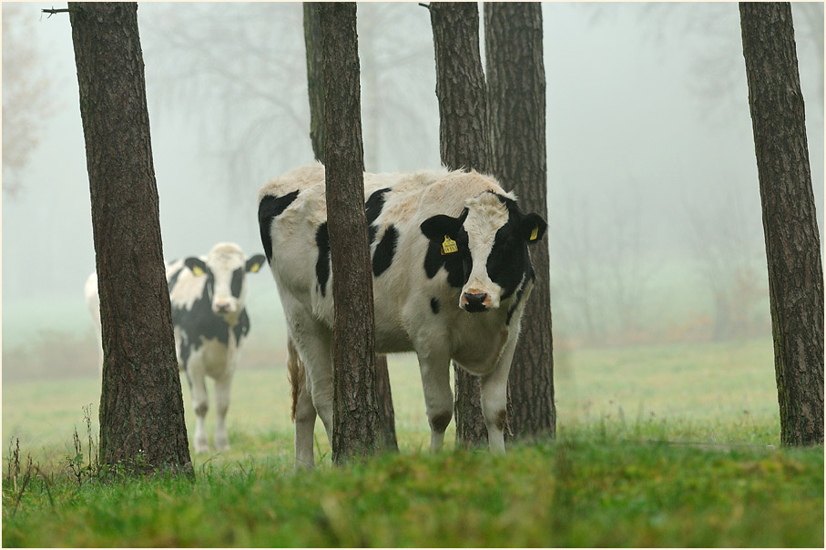 Kühe im Neustädter Moor