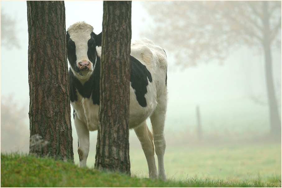 Kuh im Neust&auml;dter Moor