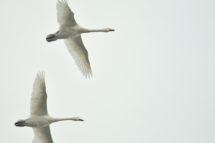 Zwergschwan am Dümmer