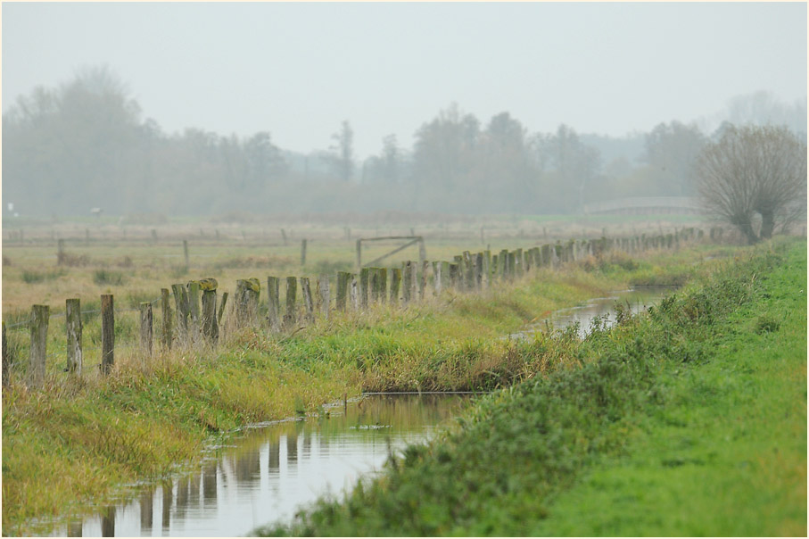 Niederung am Dümmer