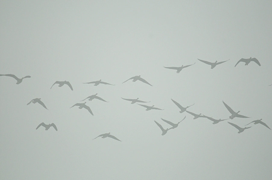 Bläßgänse im Nebel am Dümmer