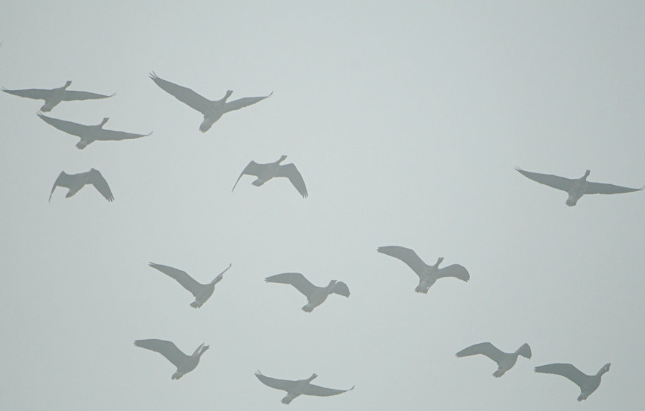 Bl&auml;&szlig;g&auml;nse im Nebel am D&uuml;mmer